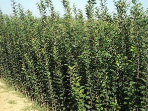 青岛苹果苗木网 连接果农与优质资源的桥梁