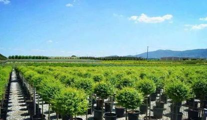 苗木行业发展的新趋势 良种化、设施化、专业化与网络化