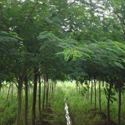 合欢树与金合欢树市场价格解析——以美之枫苗木绿化为参考