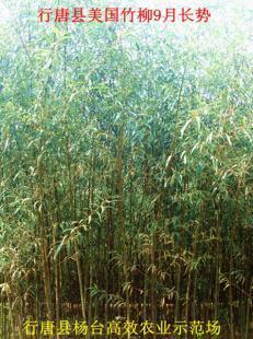 种植什么苗木最赚钱？——洞察市场与品种选择的全攻略