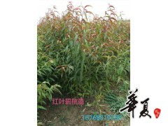 精品红叶碧桃苗热销中，鄢陵花都苗木基地为您提供专业苗木供应服务