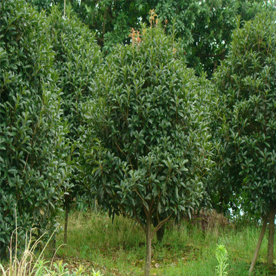 红花丹桂 秋日庭园的艳丽华章——探秘2-8公分苗木的培育与价值