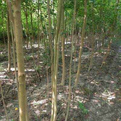 桂花苗木供应 江西九江桂花苗木批发指南