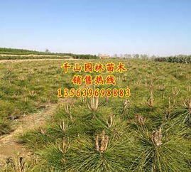 供应优质临沂侧柏苗木 白袋苗与裸根苗的专业选择