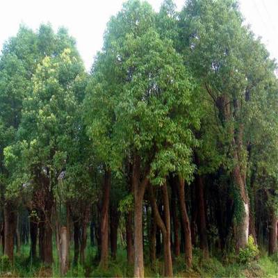 丛生香樟园林植物移栽 多头造型基地批发苗木的全方位解析