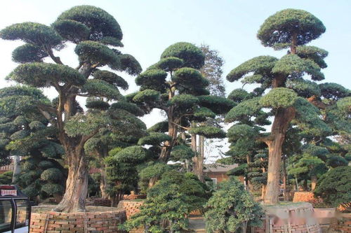地被“狂欢”，苗木“喊难” 花木从业者何以走出困境？