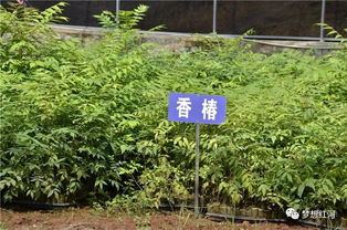 红河县工厂化育苗中心 年育300万株苗木的绿色引擎