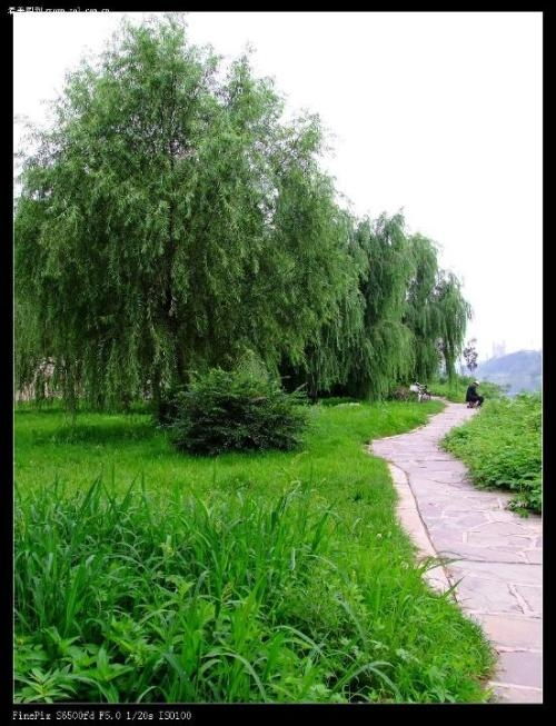 苗木绿化 从一棵苗木到一片绿洲的旅程