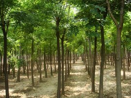 山东苗木网 构筑绿色产业新高地，助力生态与经济双赢