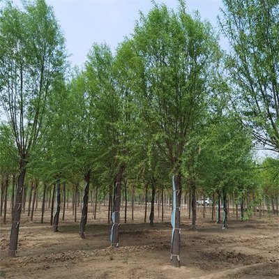 常见绿化苗木价格参考 28公分旱柳与馒头柳市场行情分析