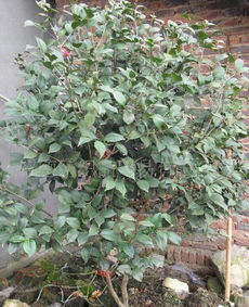 长期供应绿化苗木茶花价格 厂家 图片