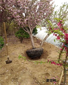 御衣黄樱花苗 绿化苗木基地的珍稀之选，最新报价与价值解析