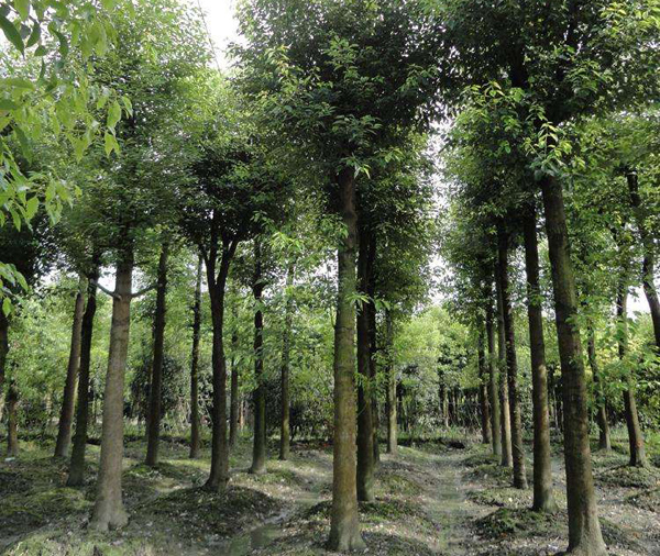 香樟树种植前景如何?香樟树种植效益分析